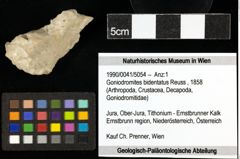 Foto (Objekt + Etiketten) von Goniodromites bidentatus (Reuss, 1858) 